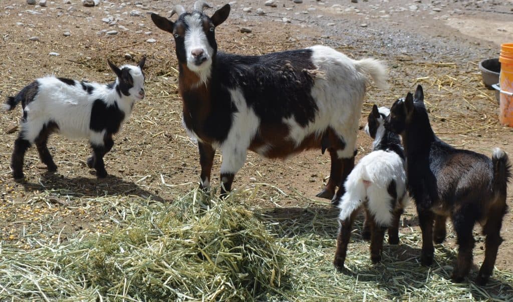 Nigerian Dwarf babies