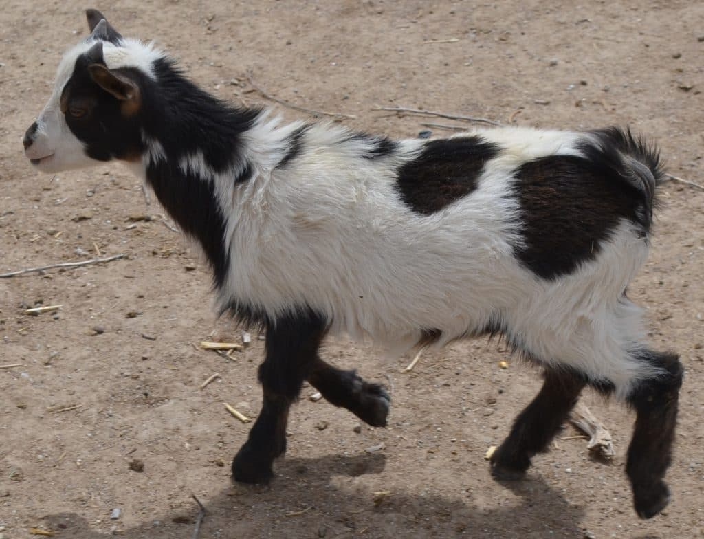 Nigerian Dwarf babies