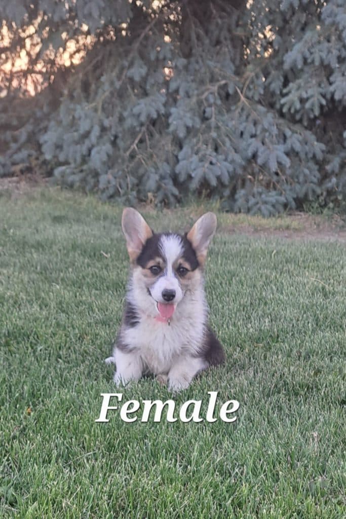AKC registered Pembroke Welsh Corgis