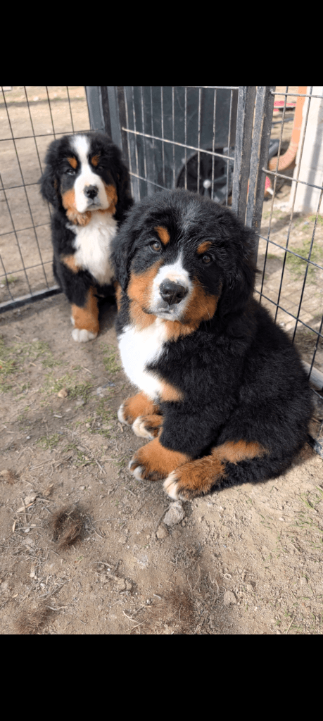 Bernese mountain dog puppies coming soon