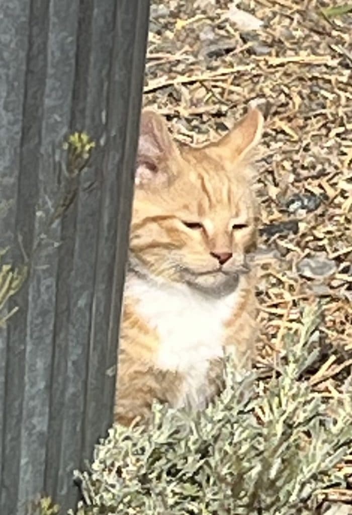 2 male kittens