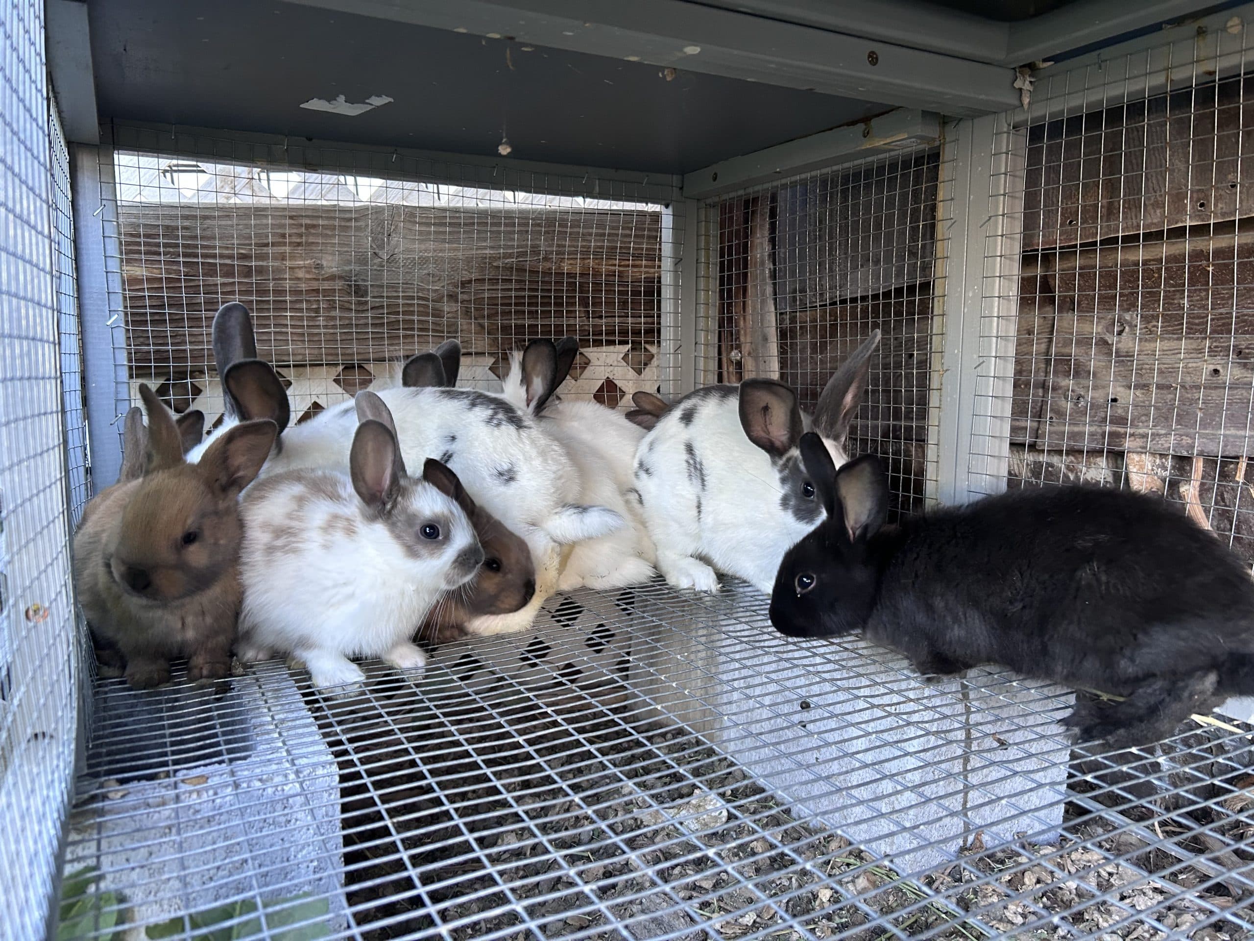 Young meat rabbits