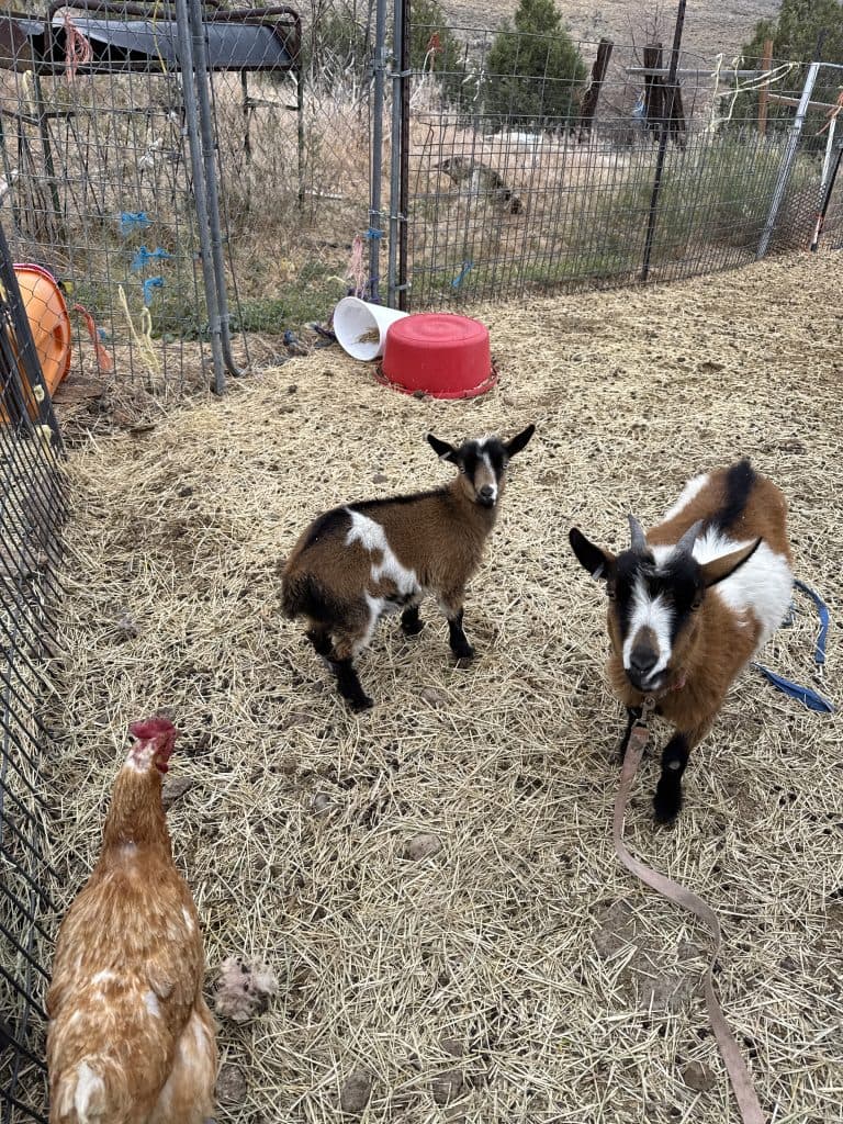 Nigerian dwarf kids