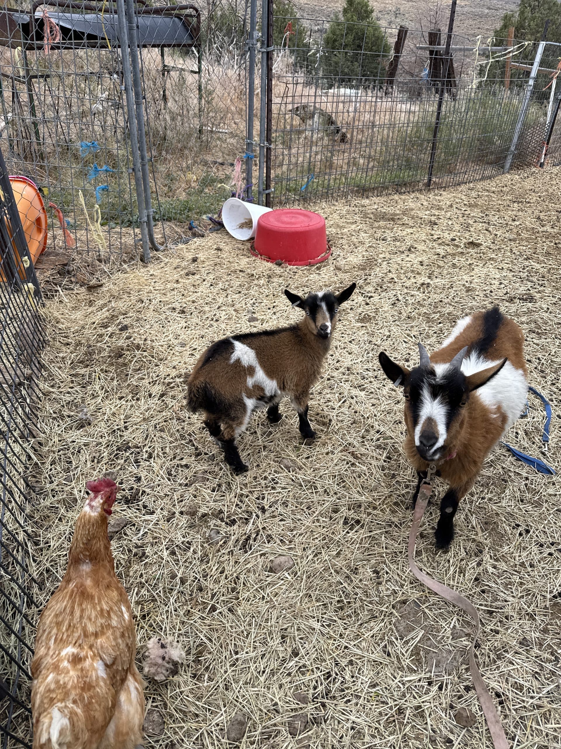 Nigerian dwarf kids