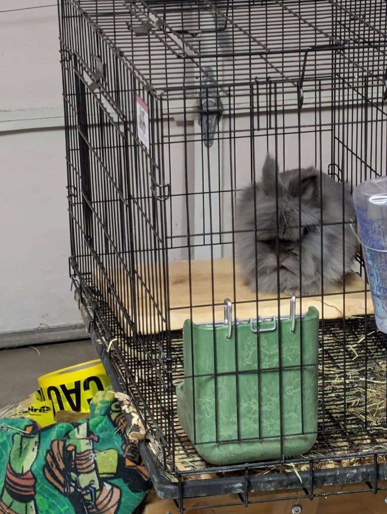 Rabbits to a Good Home