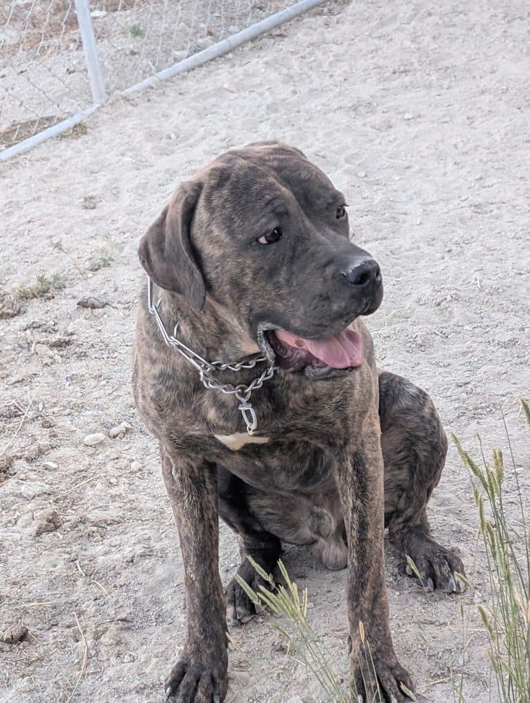 Cane corso