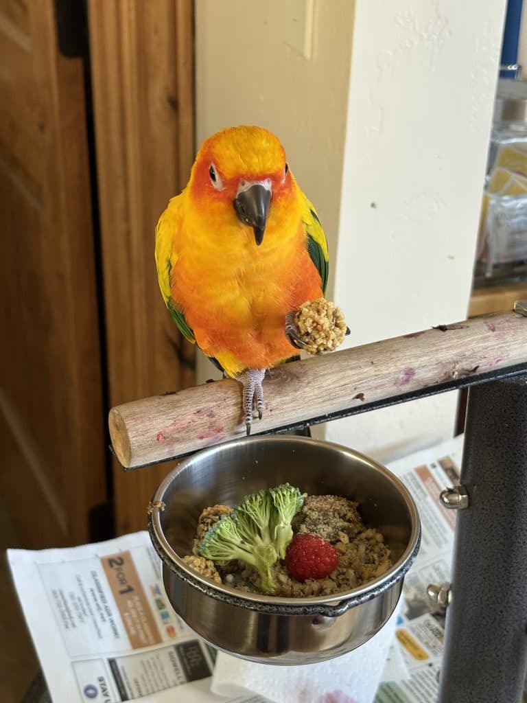 Parrot Boarding
