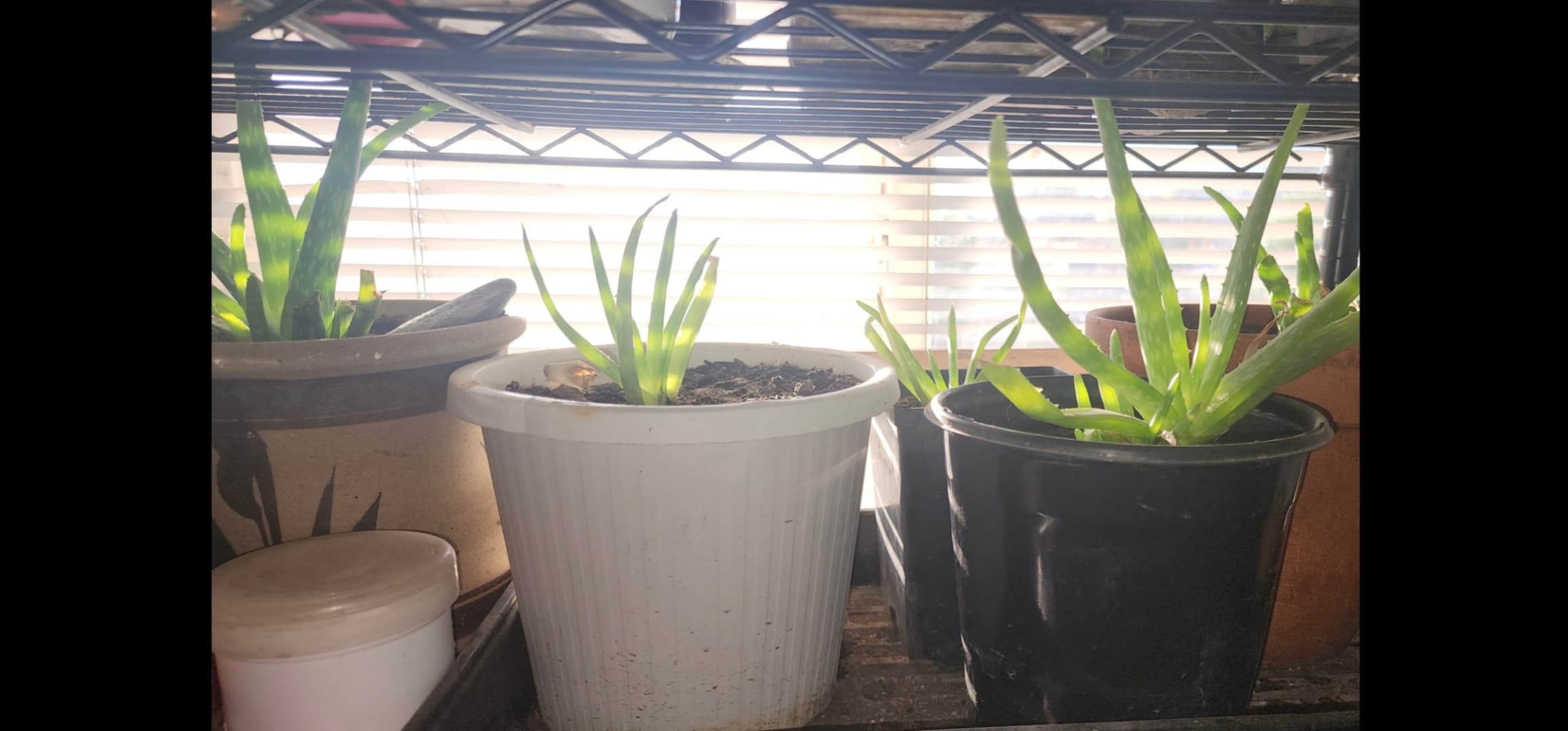 4 Alovera plants for sale