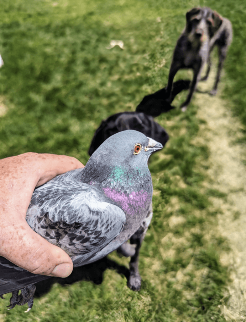 Pigeons for sale