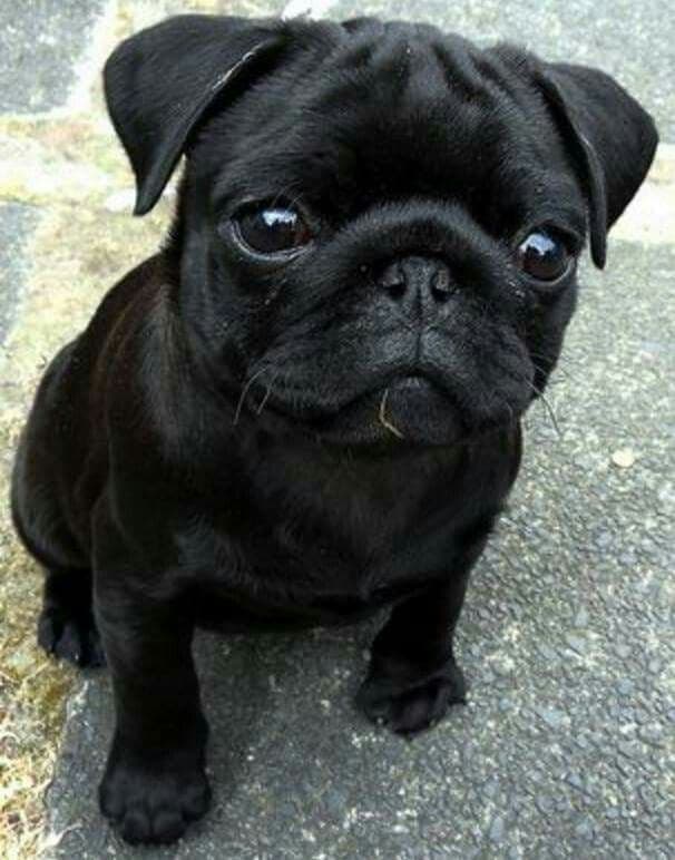 Pug male and female