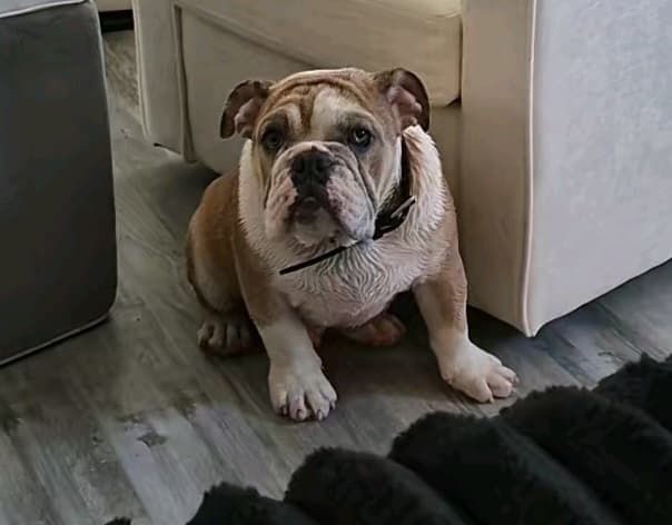 AKC Registered English Bulldog puppy
