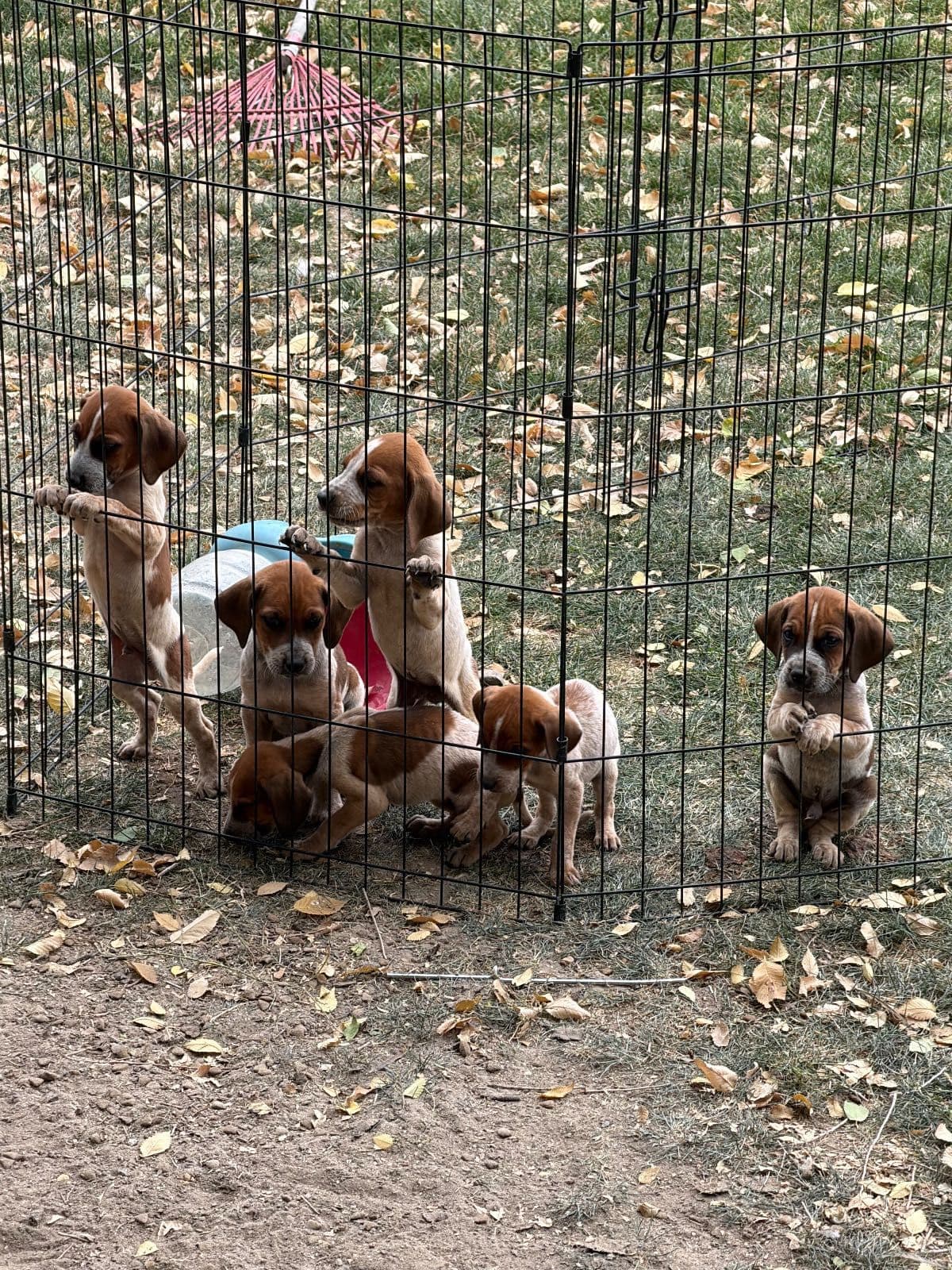 Redtick/walker hound puppies for sale