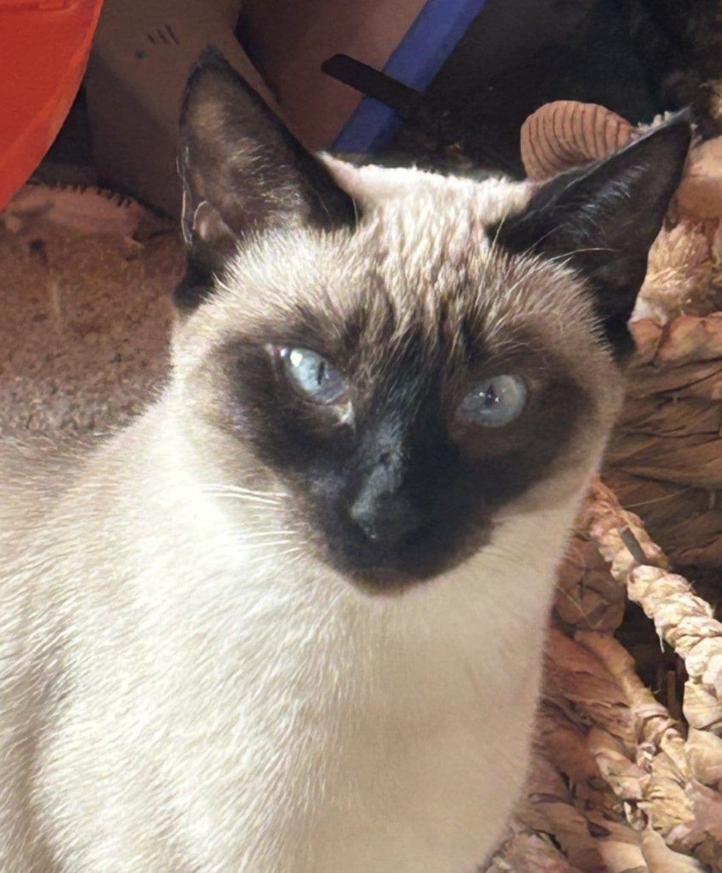Color Pointed Kittens and Cats