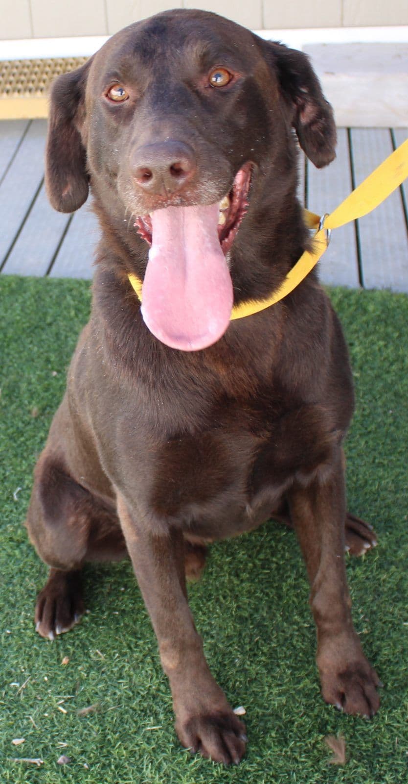 AKC Chocolate male lab JH titled