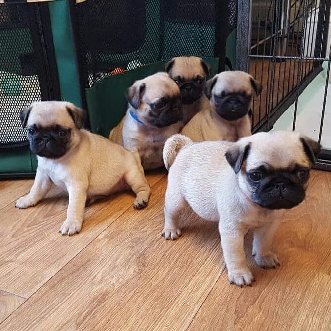 Sweet and attractive lovely Male and Female pug puppies