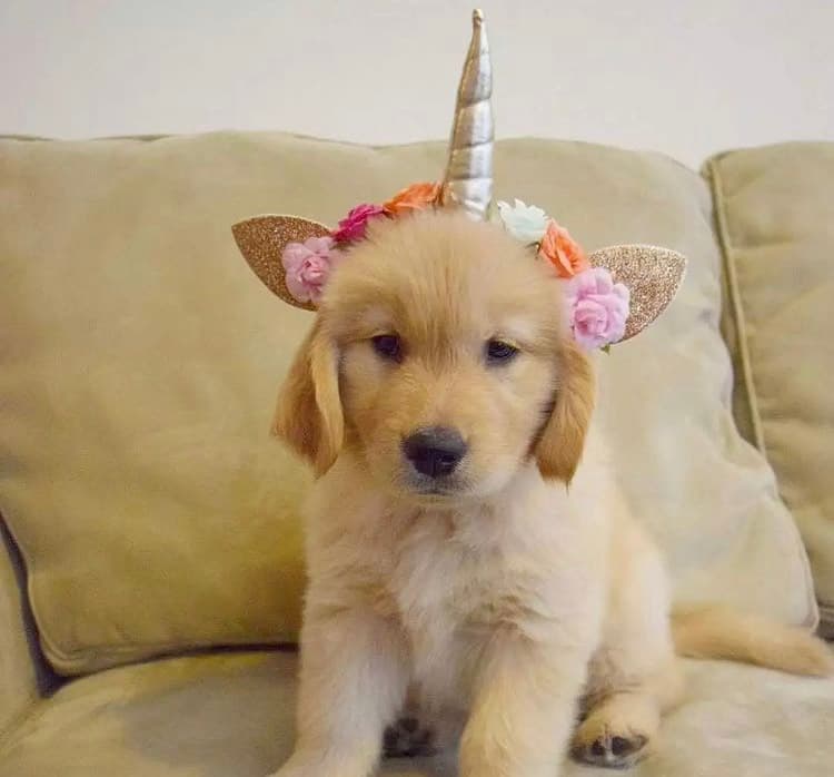I have two goldenretriver puppies