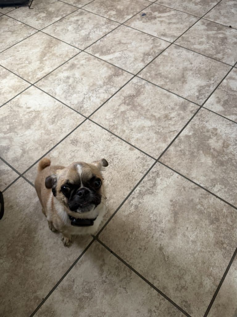 Pug to good home
