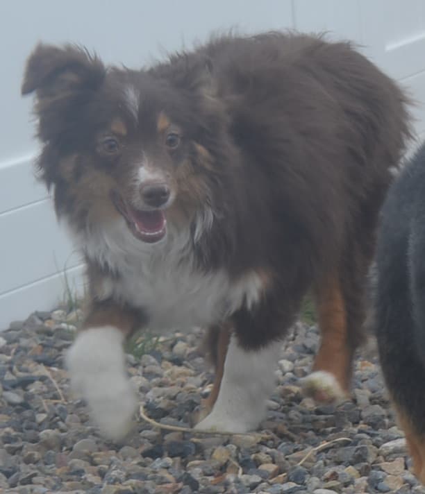 Mini Aussie for adoption