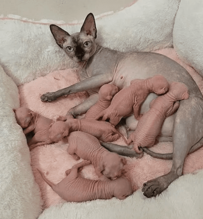 Gorgeous Sphynx Kittens – Home Raised & Well Socialized