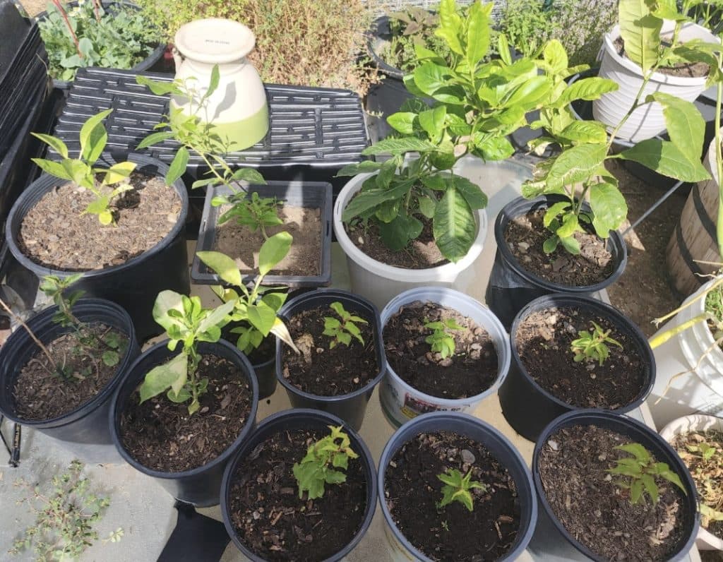 Lemon, grapefruit, or apricot trees for sale