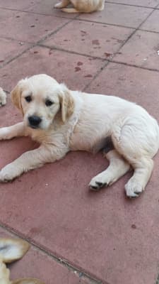 AKC Adorable Golden Retriever Puppies