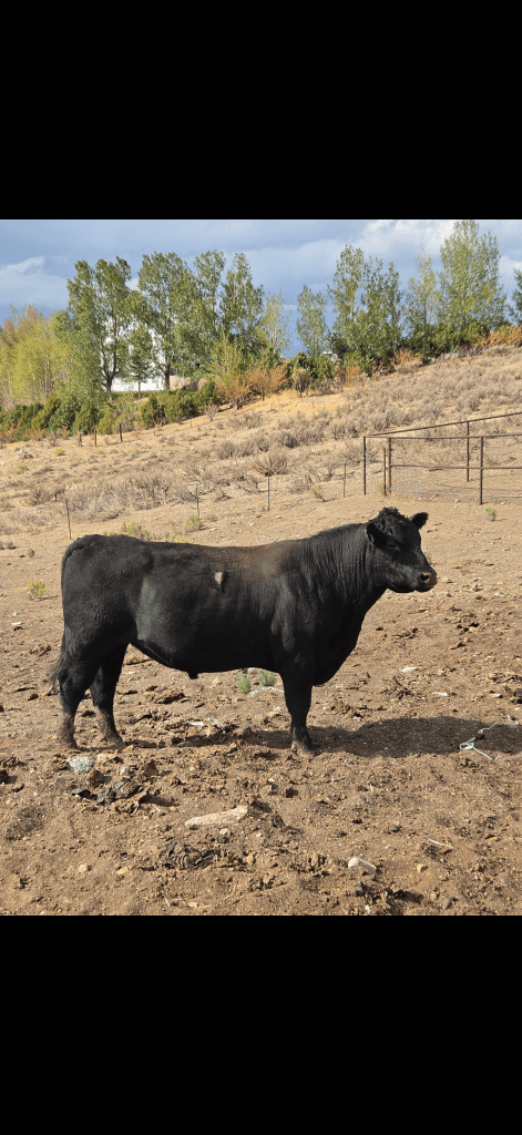 Herd dispersal
