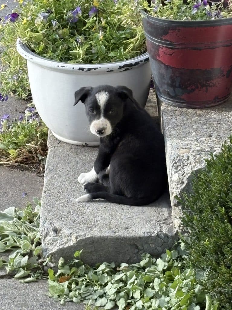 Ranch Working Dog